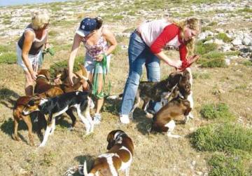 Open Day At Noah S Ark Sanctuary Open Day At Noah S Ark Sanctuary