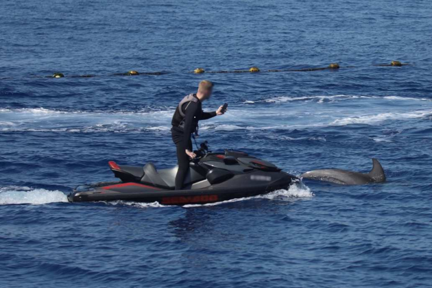 Stop the harassment of wild dolphins, NGOs, companies plea