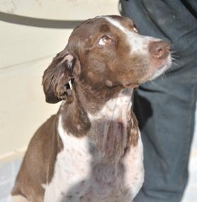 The dog was abandoned in a quarry for 18 months.
