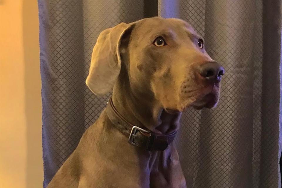 Not even Ramon Mizzi&rsquo;s hunting dog, Archie, a weimaraner, heard the silent intruder enter their Swieqi home through a kitchen window early on Tuesday morning.