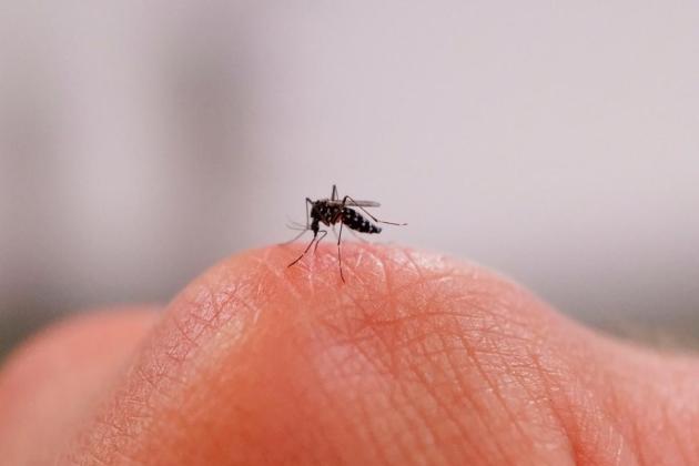 Why are some people mosquito magnets? Clues are emerging