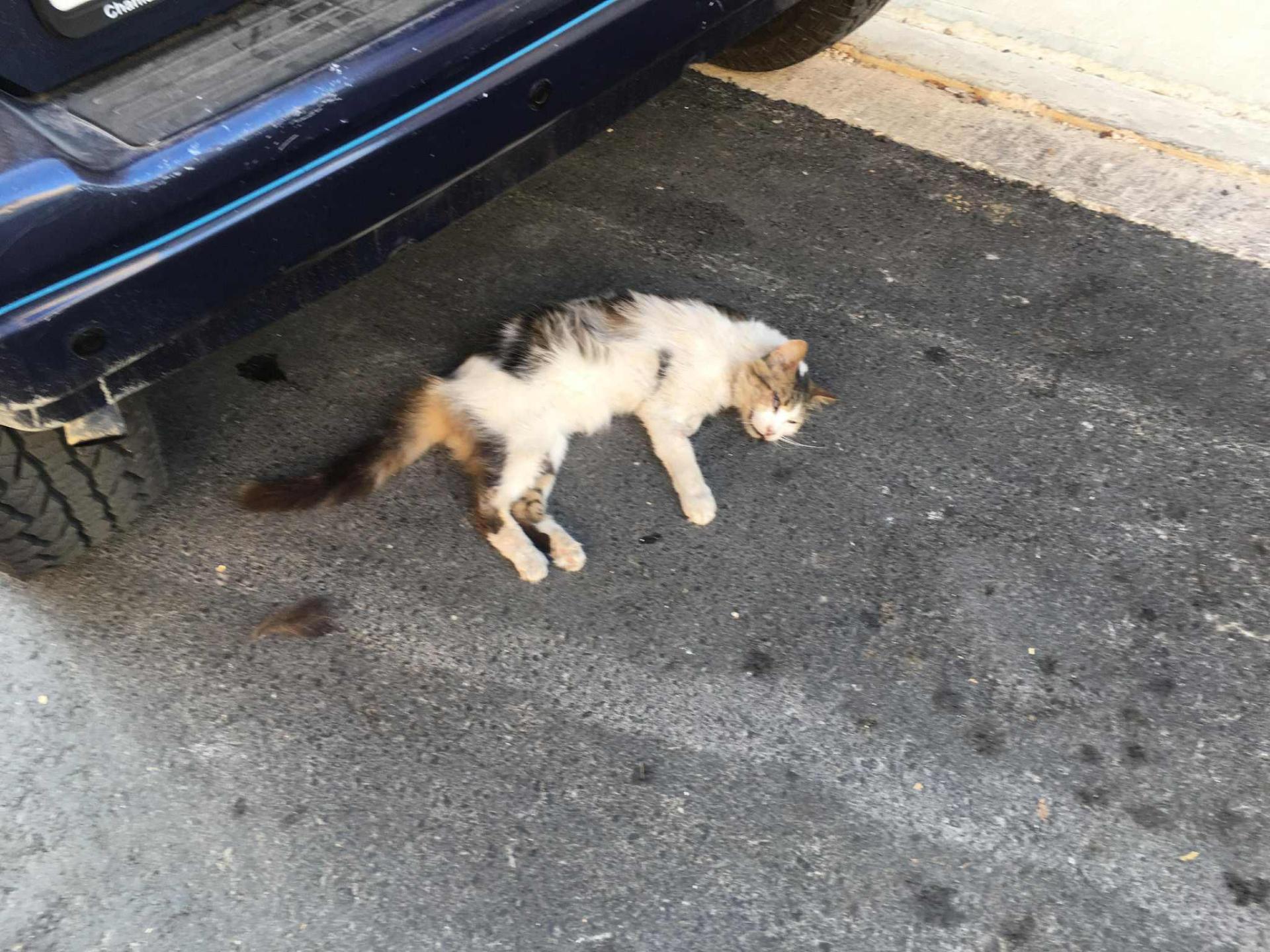 Another cat found dead in Sliema. Photo: Facebook