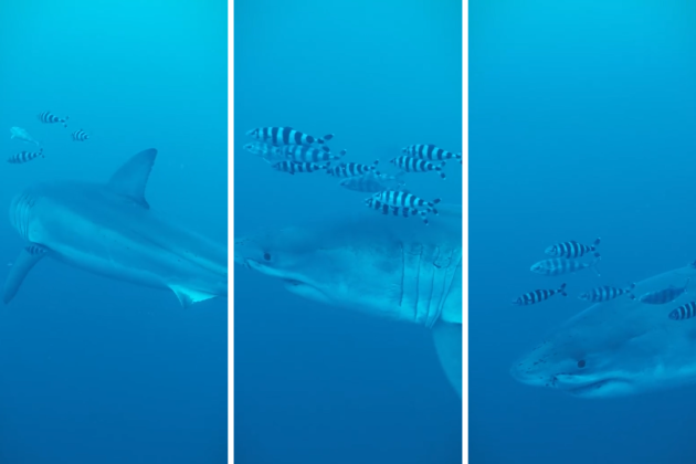 Great white shark spotted in the Mediterranean in rare encounter
