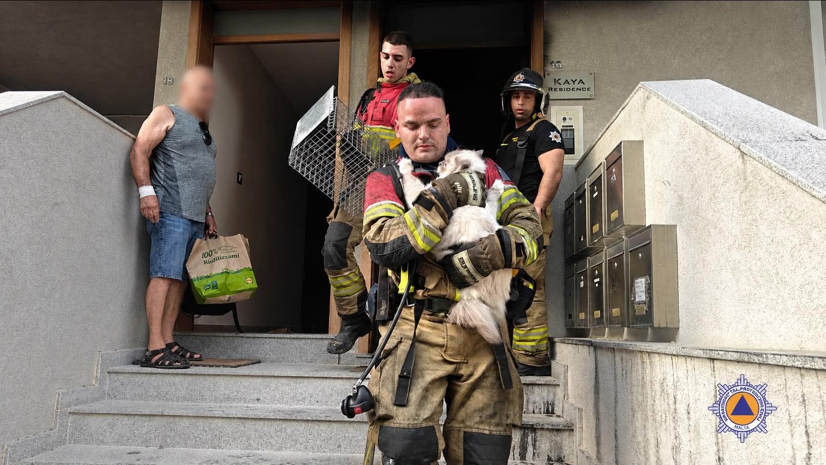 Two cats and a dog were brought out to safety by firefighters. Photo: CPD