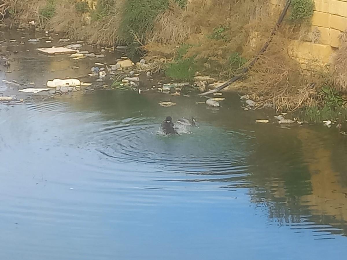 Ducks swim in the filthy water in this video taken last month.