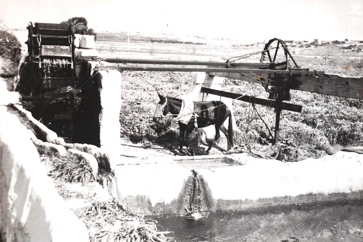 Photo from Giovanni Bonello's private collection