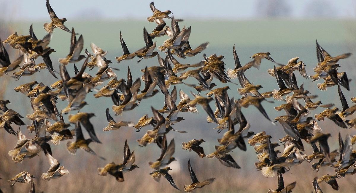 Golden plovers. Photo: Shutterstock