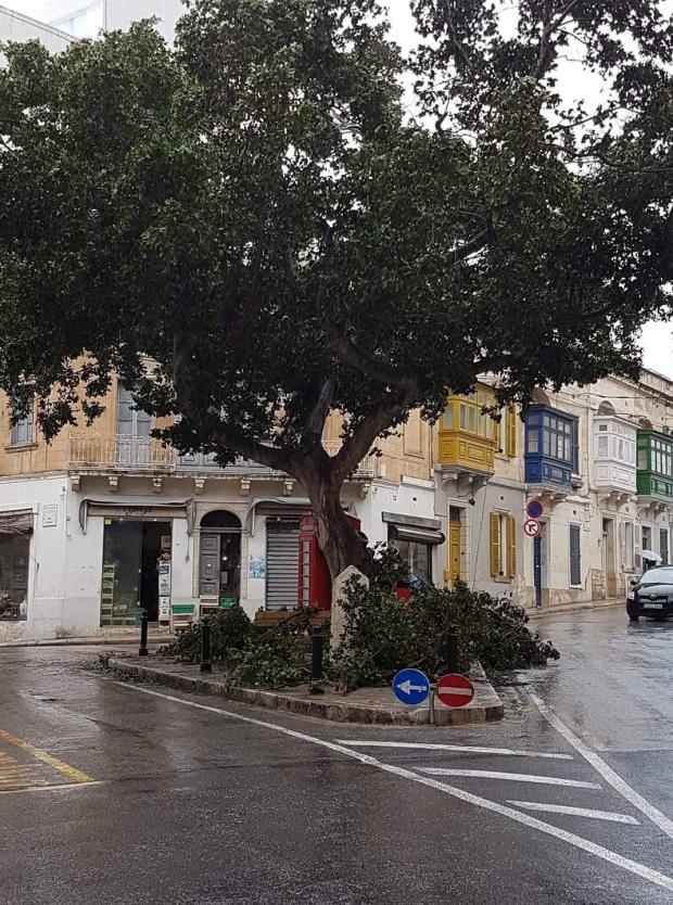 Three trees Dingli Street, Sliema. Photo: Rowena Pullicino - Facebook