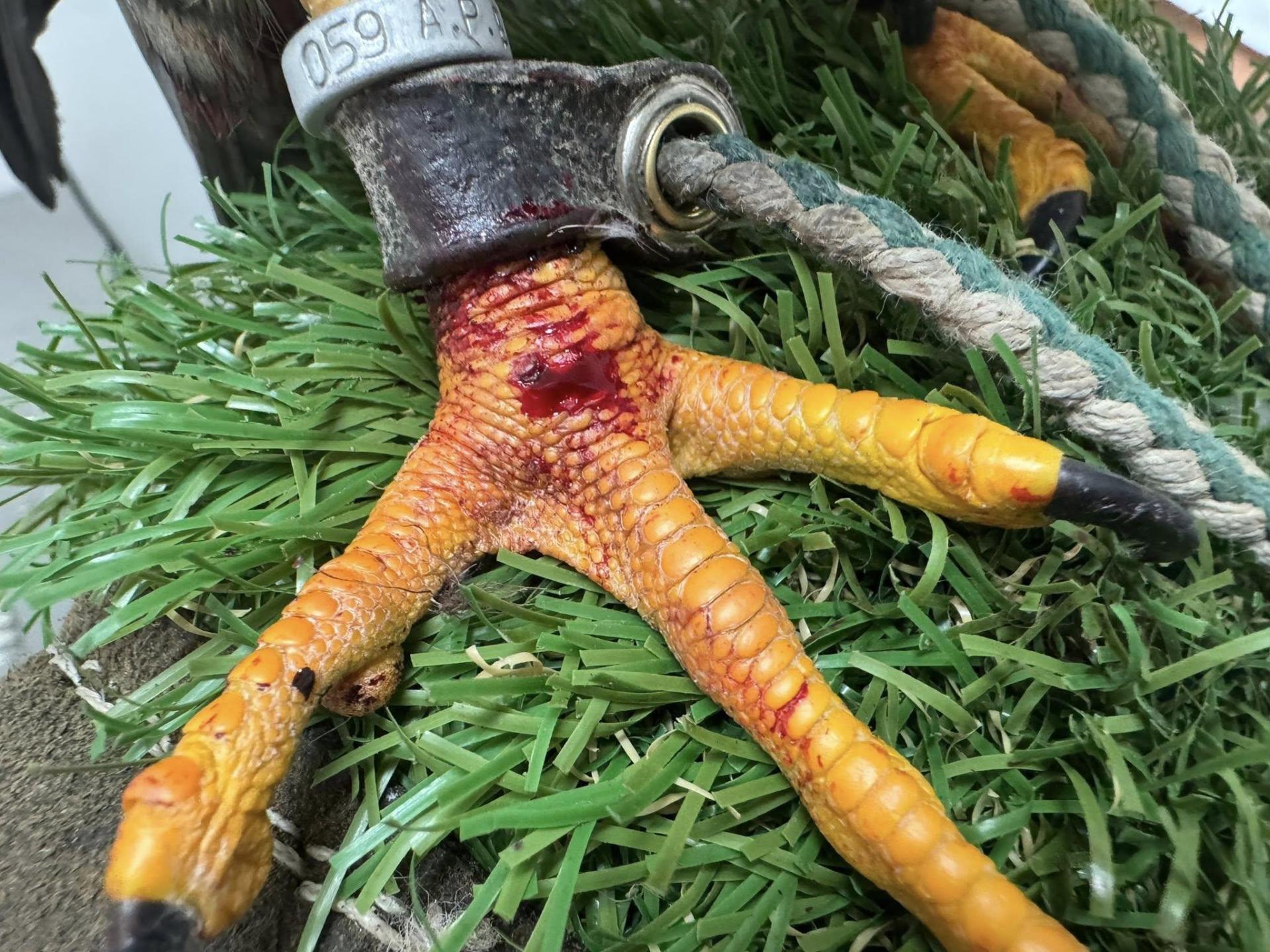 Vallette's broken foot. Photo: Lawrence Formosa