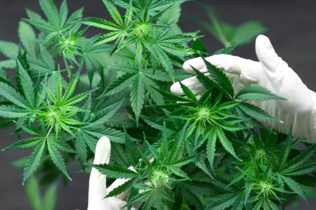 Man who cultivated cannabis helped drug addicts after his arrest, court hears