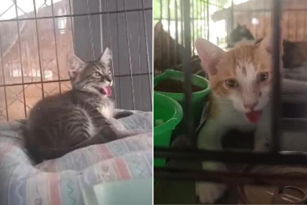 Cat shelter appeals for help after 17-hour power cut puts sick animals at risk