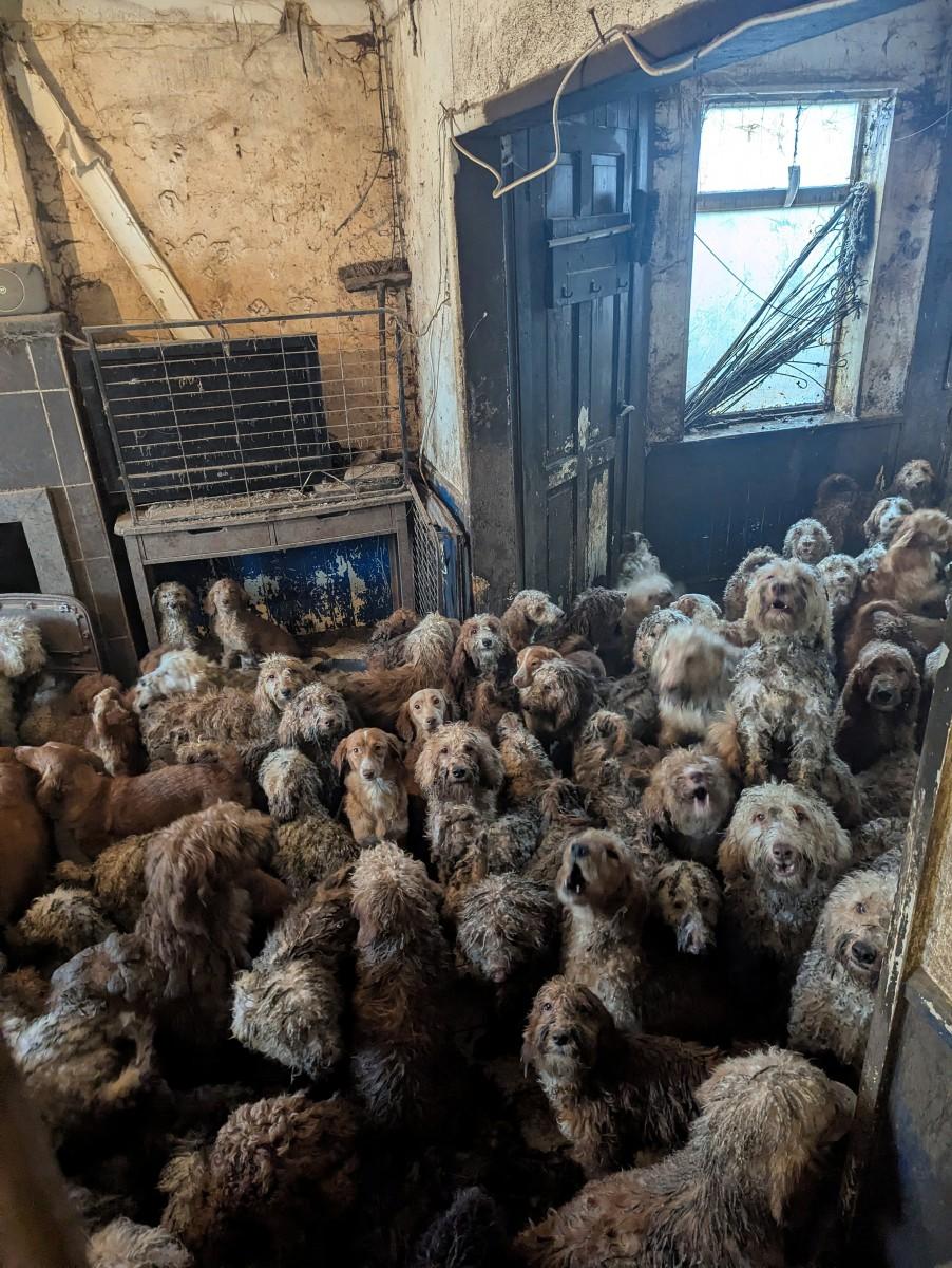 Over 250 poodle-cross breeds were found in one home earlier this year. Photo: AFP