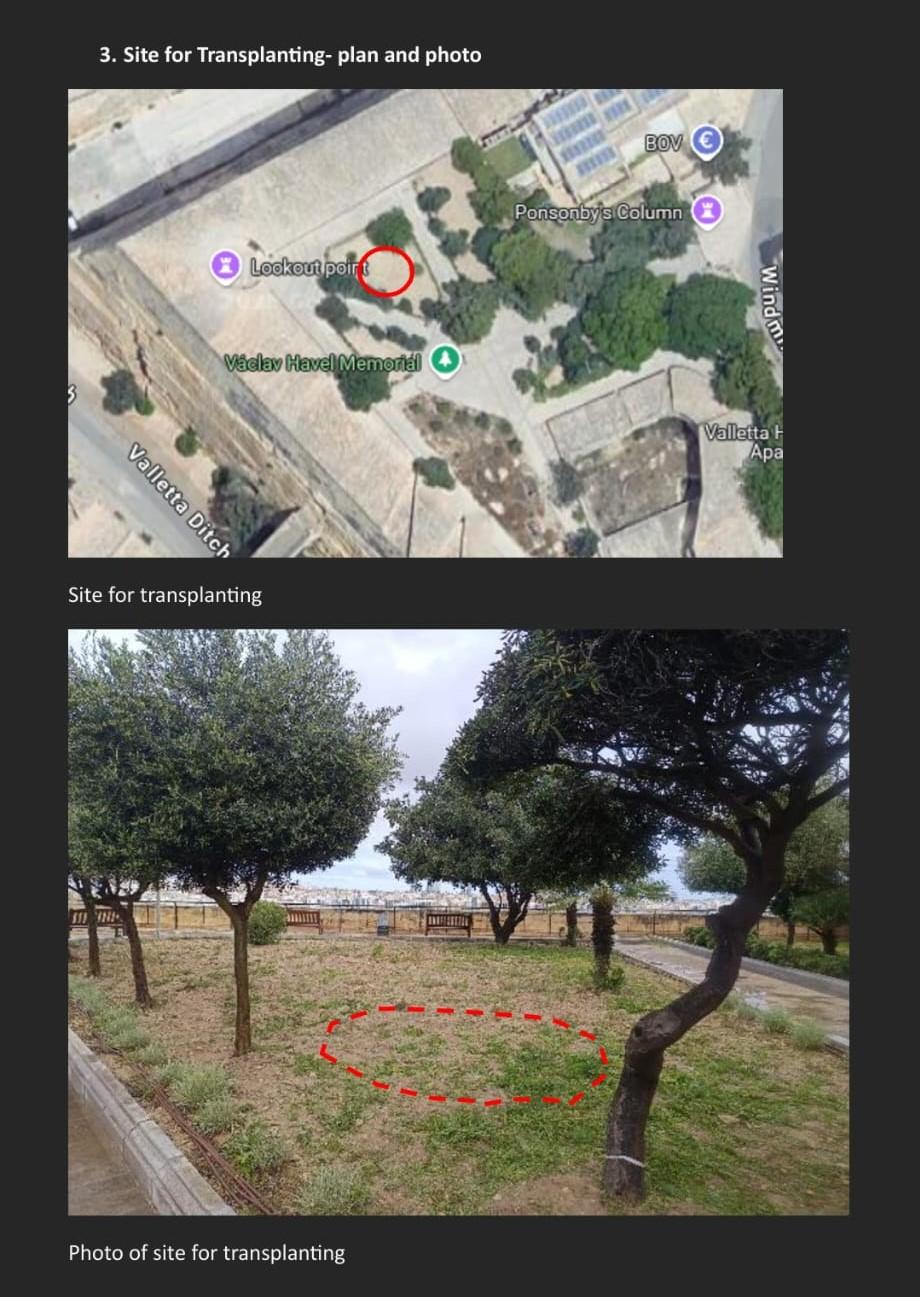 The location in Hastings Gardens to where the tree could be moved. Photo: St John&rsquo;s Co-Cathedral Foundation