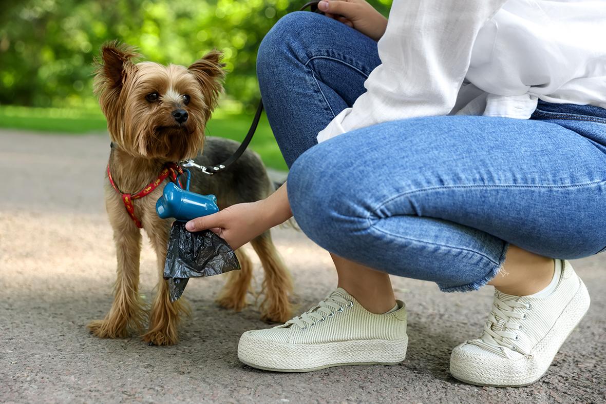 A dog owner making use of a waste bag to pick up dog poop. Photo: Shutterstock.com