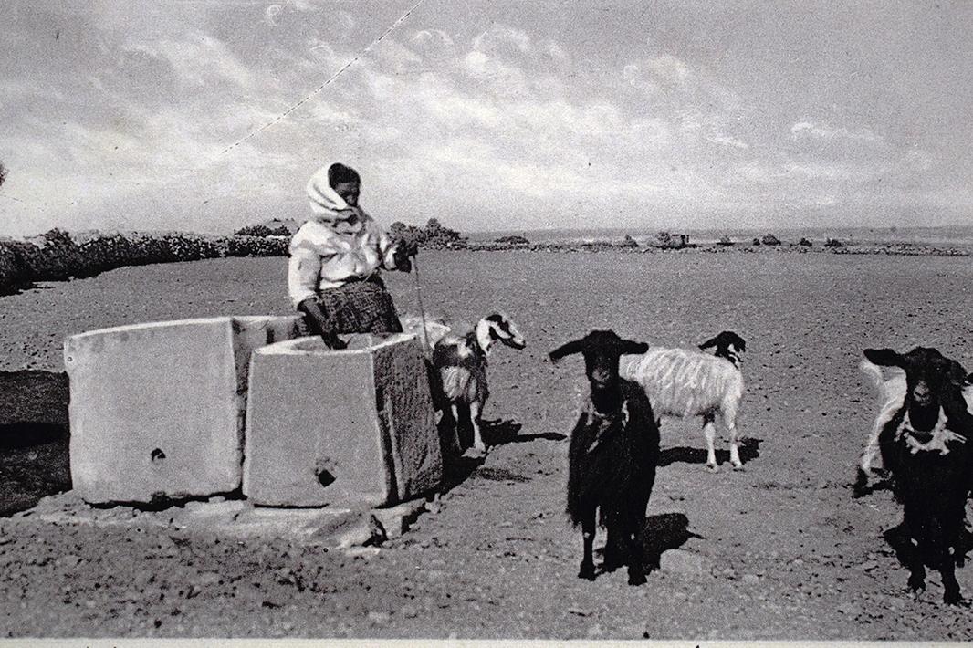 A country girl with a small herd of goats