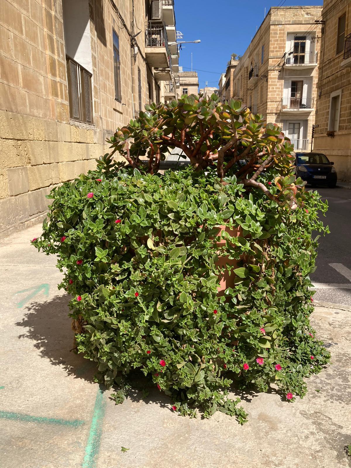 Plants, trees and greenery in general are vital for our mental and physical health.