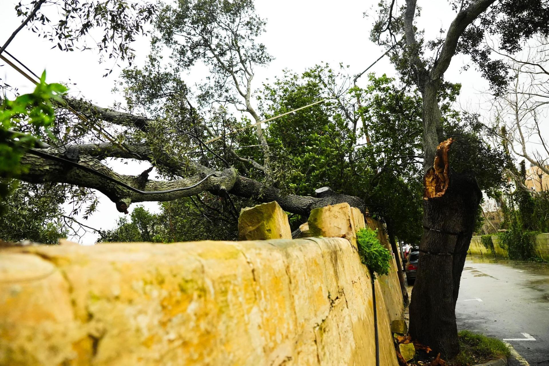 The country's oldest oak tree, in Żebbuġ, was torn down in the strong winds. Photo: Żebbuġ Local Council/Facebook.
