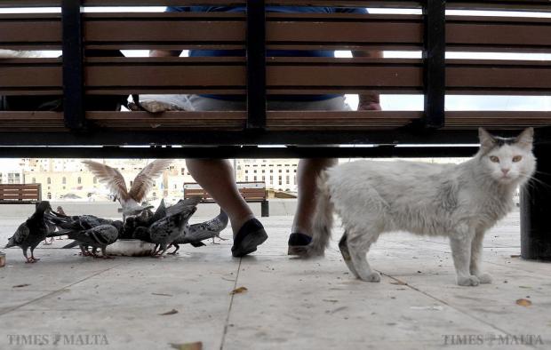 Pigeons feed while a cat poses for a picture at the Senglea waterfront on September 28. Photo: Chris Sant Fournier