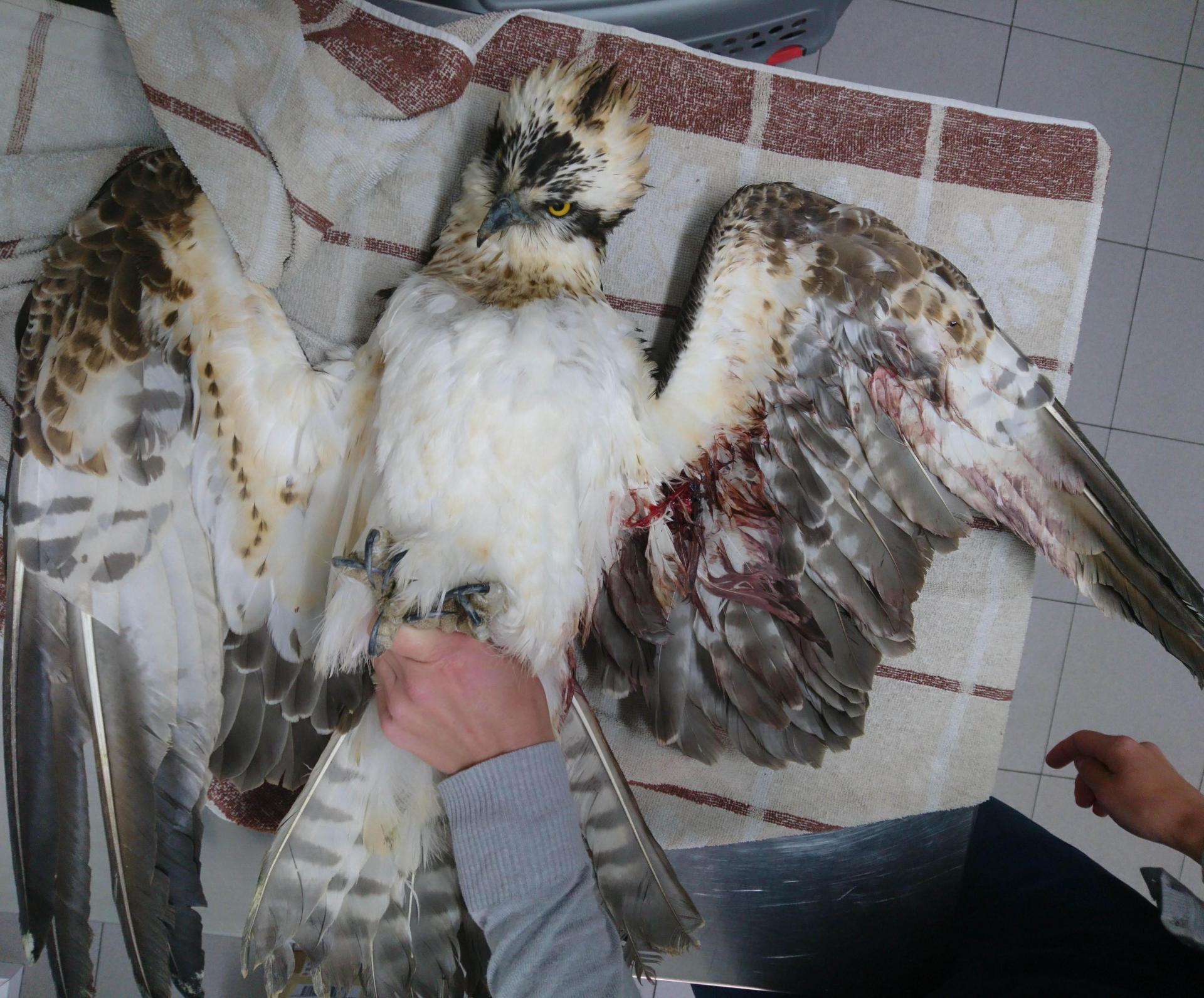 A shot osprey recovered from Xagħra. Photo: Nik Barbara, Birdlife