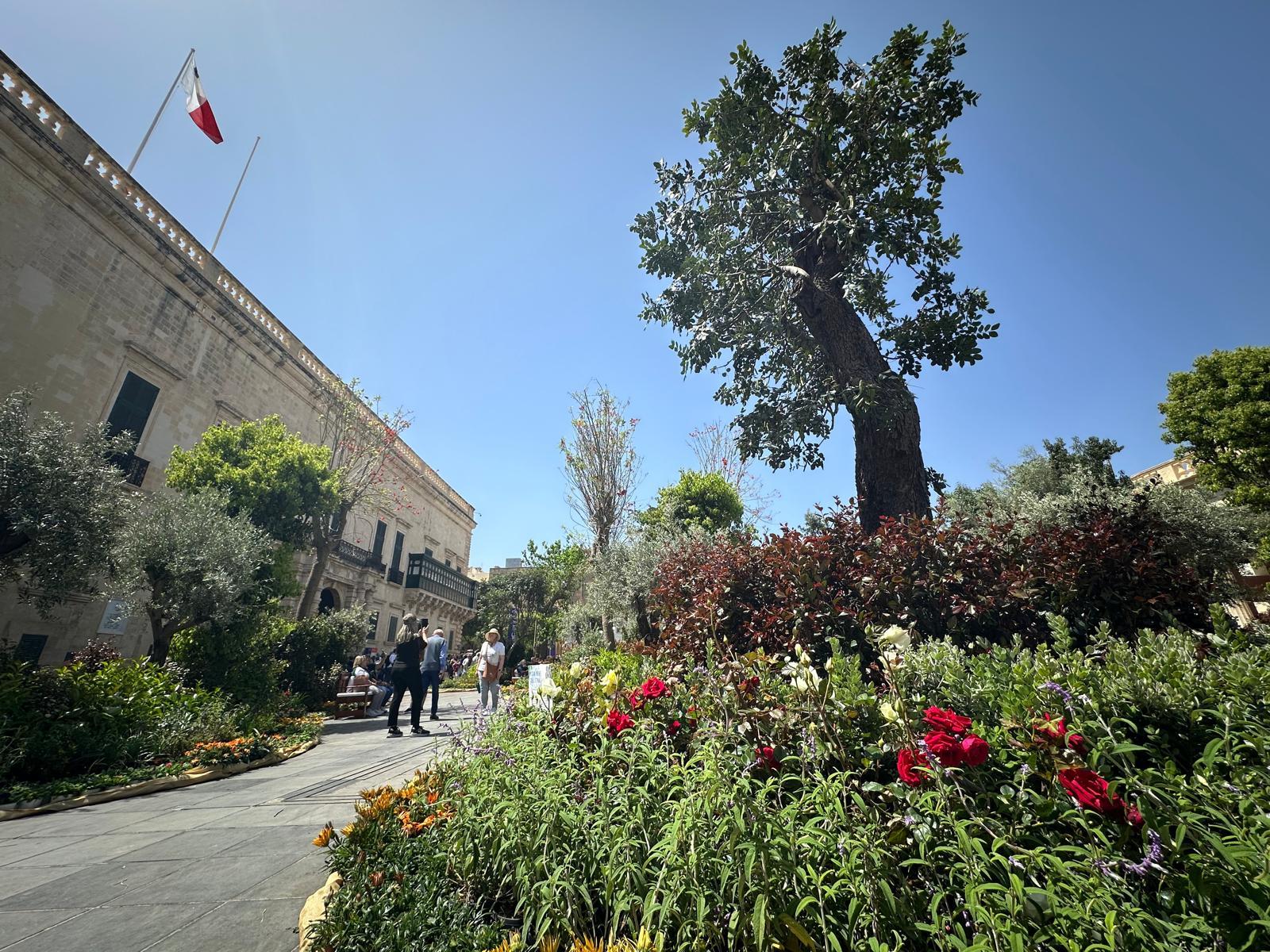 Trees and flowers in St George's Square. Photo: Valletta Cultural Agency