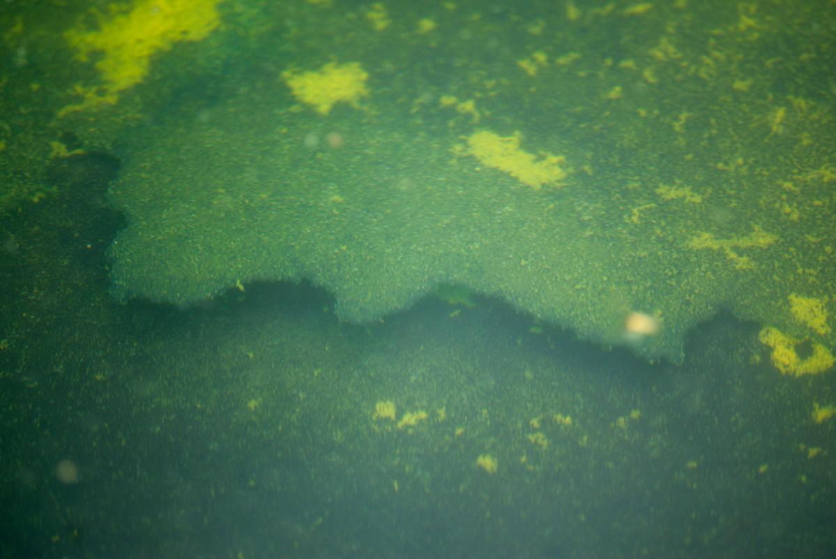 Algae and peeling paint muddy Trump's pool vision