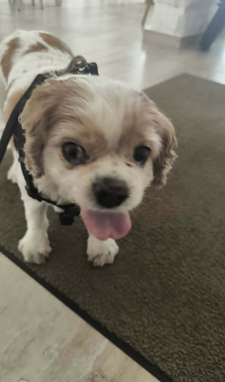 The Buġibba resident is seeking a place with an air conditioner for his family and their elderly dog.