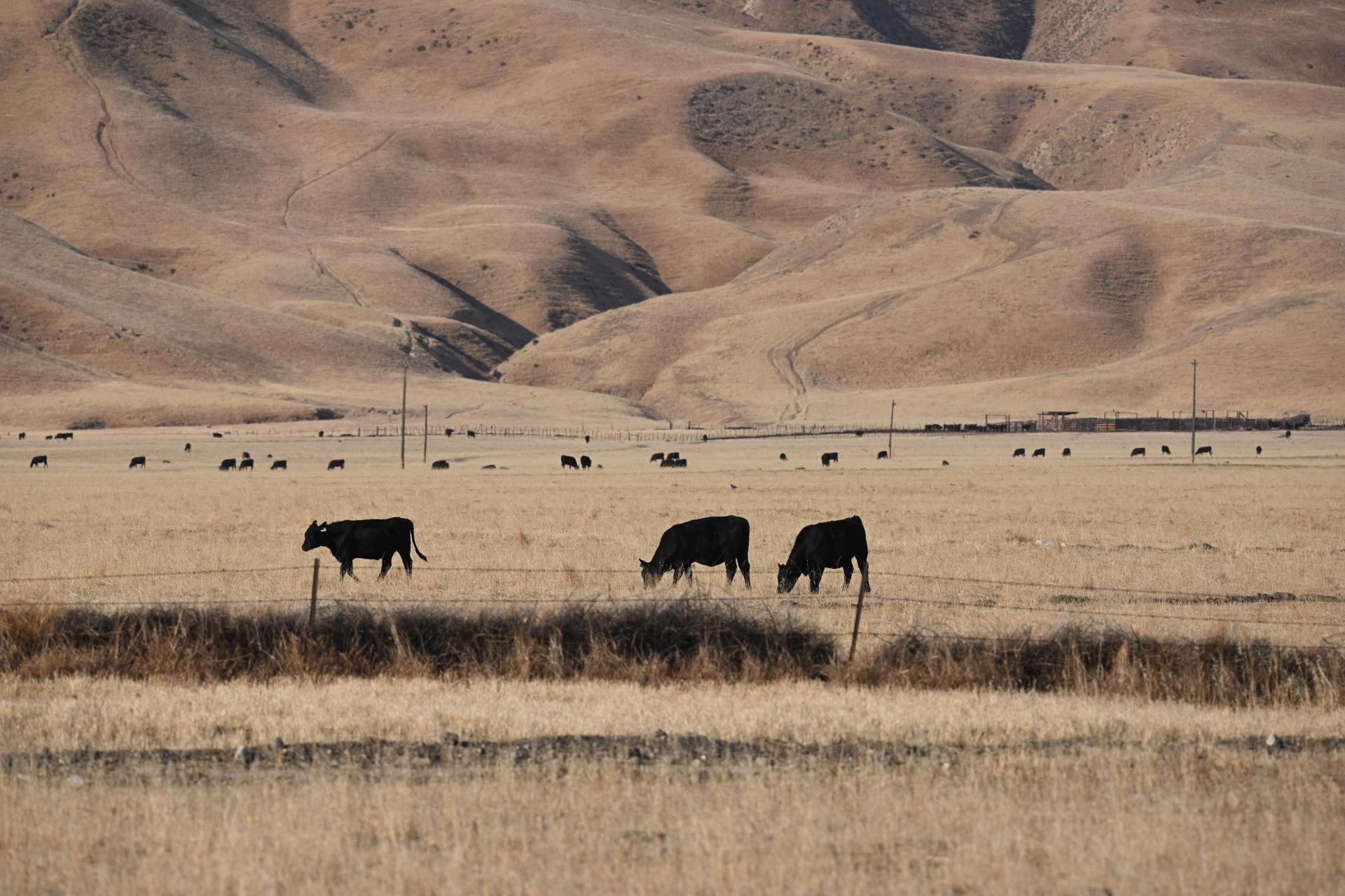 Cows graze in a dry landscape in Grapevine, California, at the southern end of the San Joaquin Valley in California's drought-stricken Central Valley. Photo: AFP