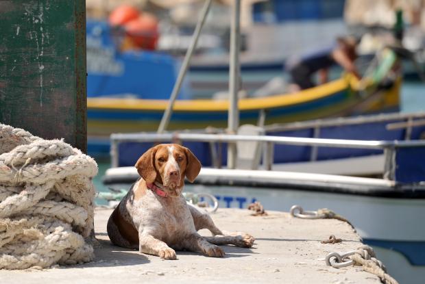 A dog sits on the quay at Marsaxlokk, observing the comings and goings on July 26. Photo: Chris Sant Fournier