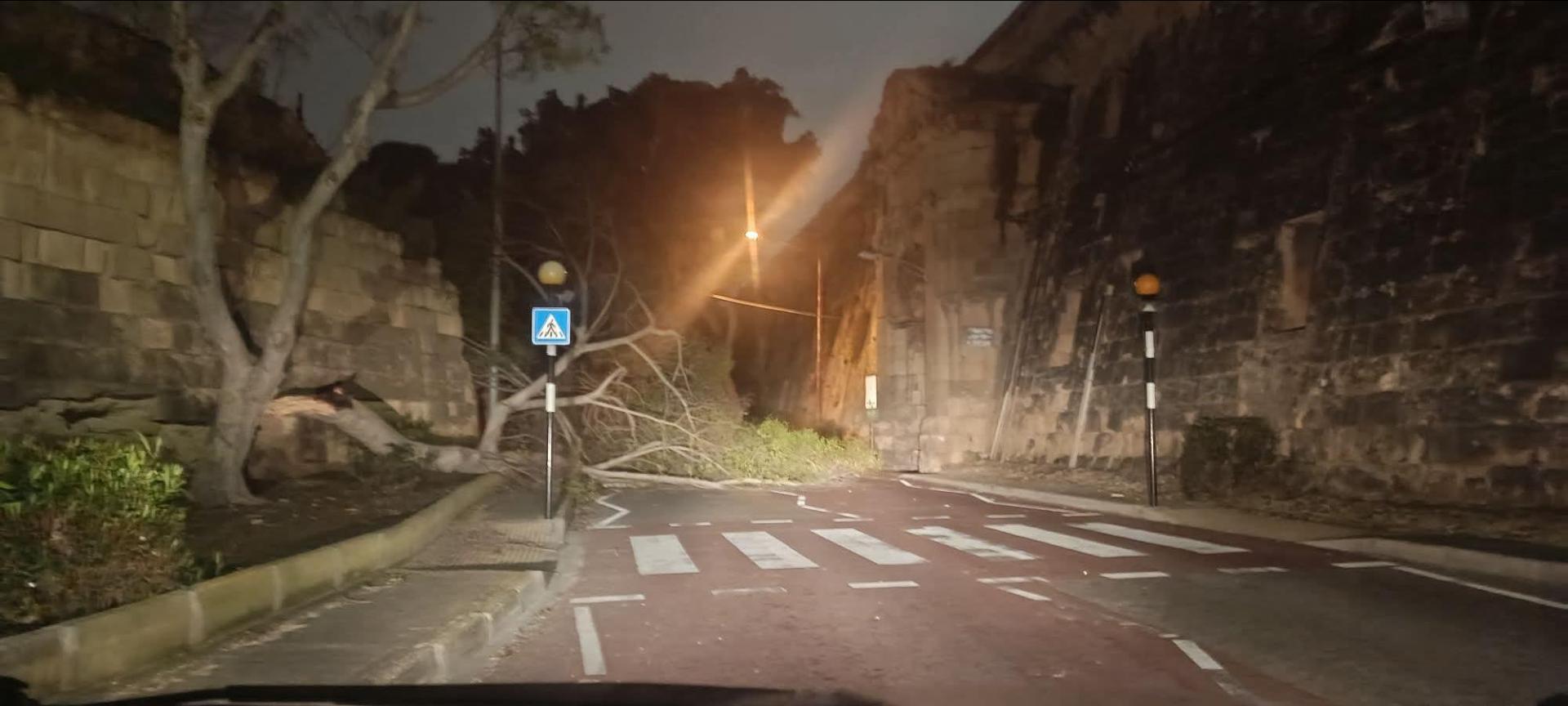 A fallen tree on Cospicua Road.