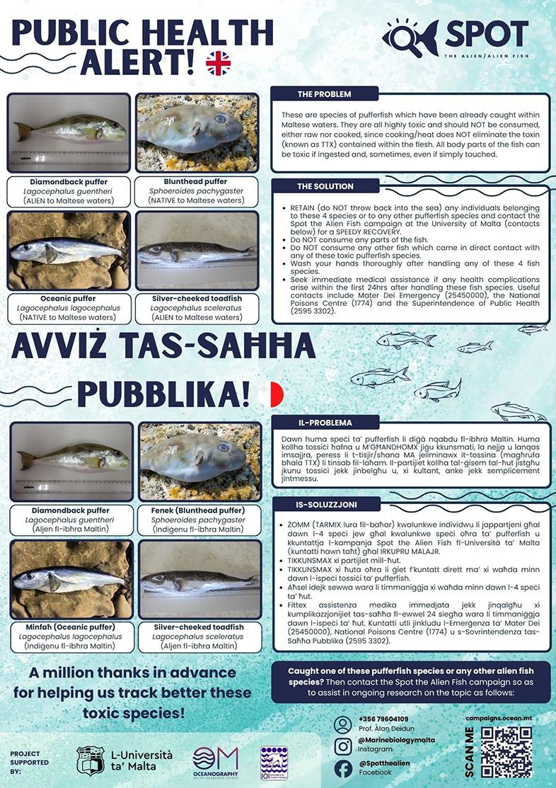 The University of Malta has issued a warning about four species of pufferfish spotted in Maltese waters. Graphic: Oceanography Malta Research Group
