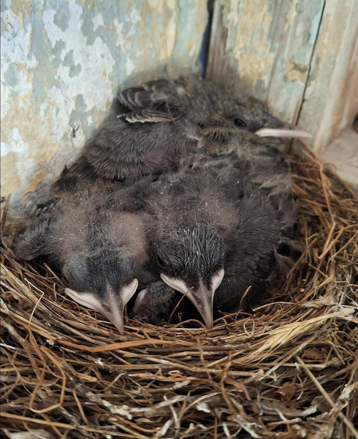 A nest with chicks almost ready to fledge