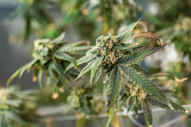 iGaming workers ran an illegal cannabis operation, court told