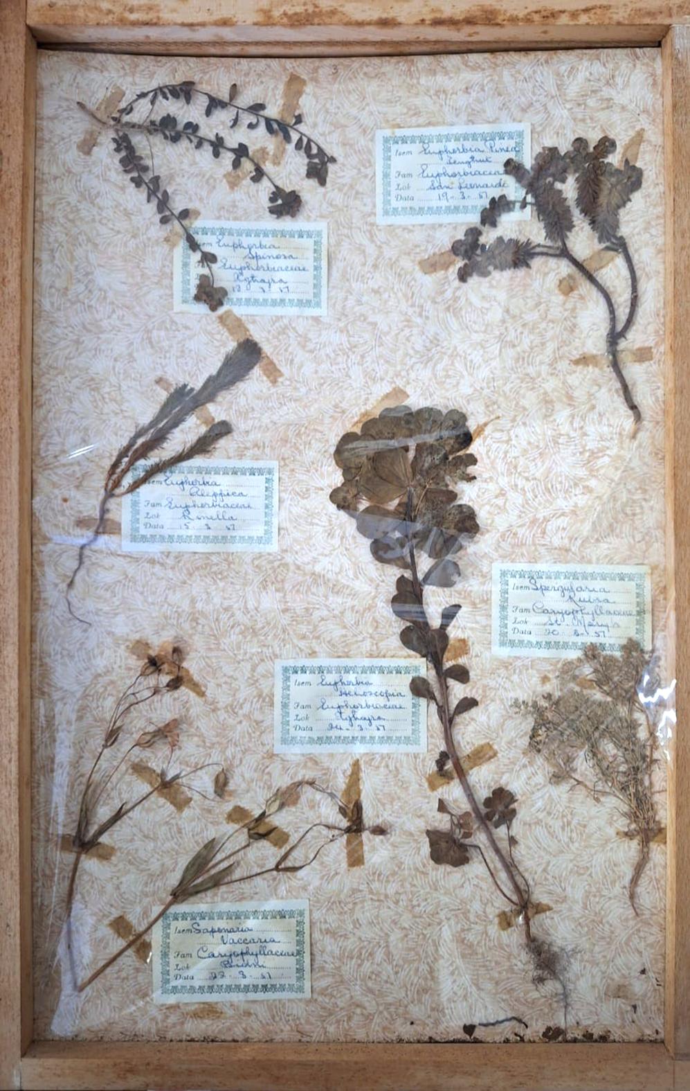 Example of the plant specimens framed in the herbarium cabinet.