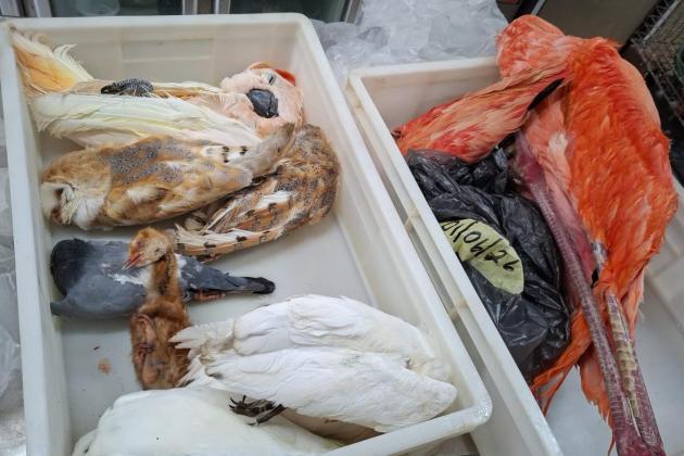 57-year-old parrot, hatchling among sanctuary birds to die from explosion