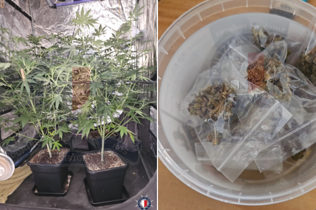 Three arrested over cultivation of 11 cannabis plants