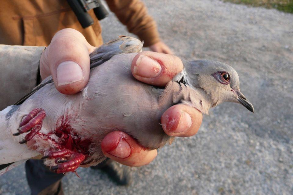 The NGO shared photos of injured turtle doves shot by hunters last year. Photo: BirdLife Malta.