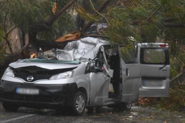 Fatal 2018 tree collapse linked to decayed roots, court told