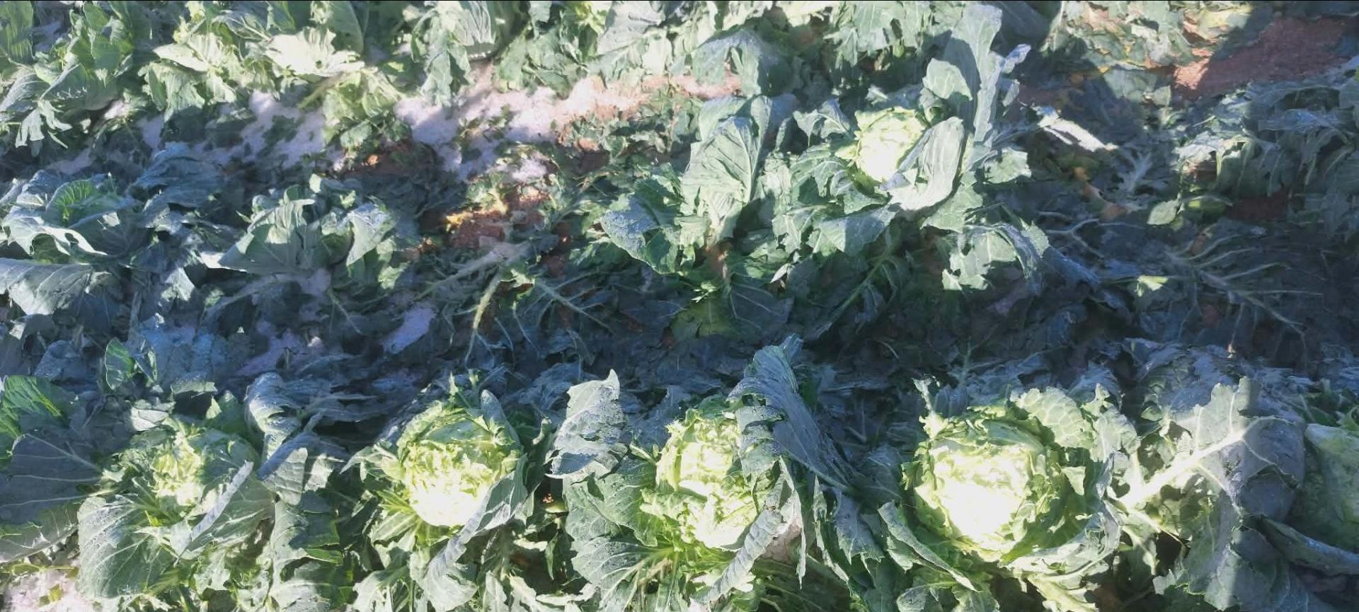 The biggest victims were leafy crops, which were punctured by the forceful hailstones.