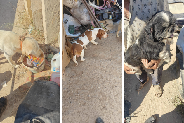 Animal Welfare rescues 13 dogs from man previously fined for animal cruelty