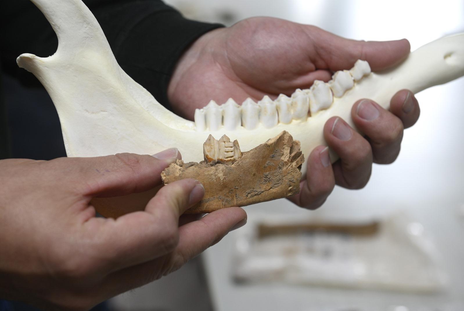 Part of the jaw of a species of tiny deer, endmic to Malta, compared to a full jaw of its modern counterpart. The deer back then was about half the size of the deer species in Europe today. Photo: Matthew Mirabelli