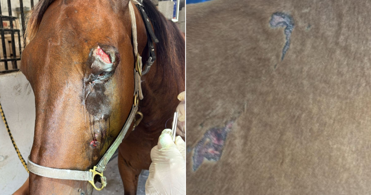 ‘It was raining stones': Racehorses injured after Salini fireworks blast