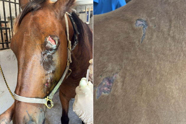 ‘It was raining stones’: Racehorses injured after Salini fireworks blast