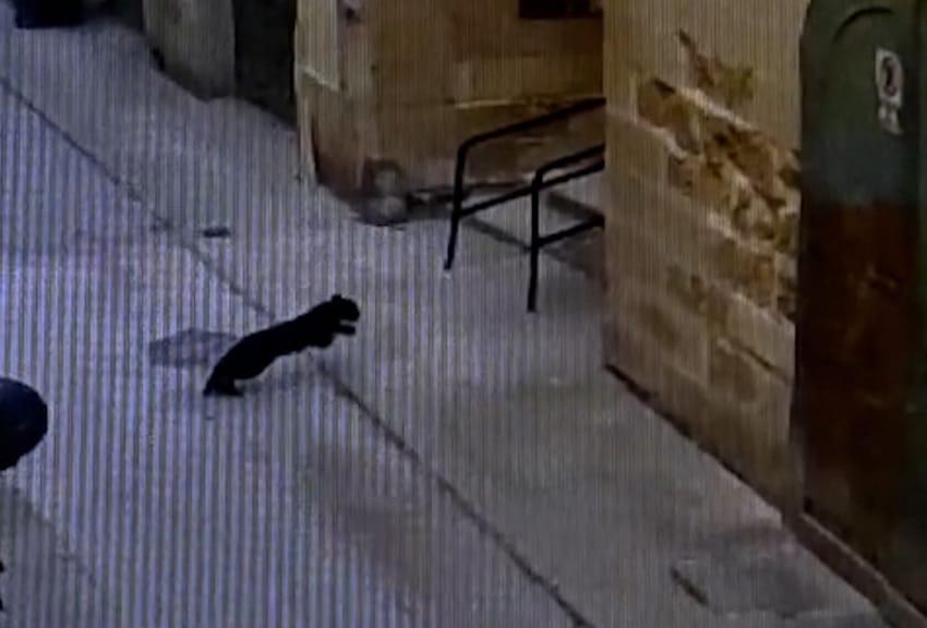 A police report was filed on Tuesday after members of the public saw the animal. Photo: CCTV