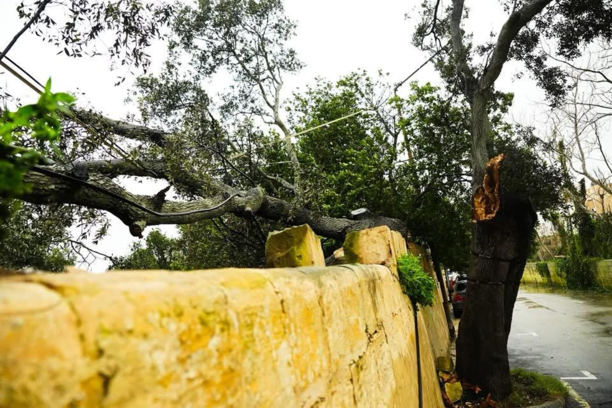 Żebbuġ's oldest tree fell, taking out the power to houses with it. Photo: Żebbuġ local council
