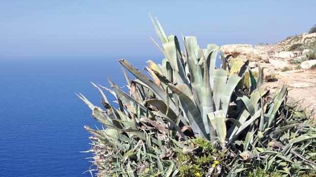 The century plant