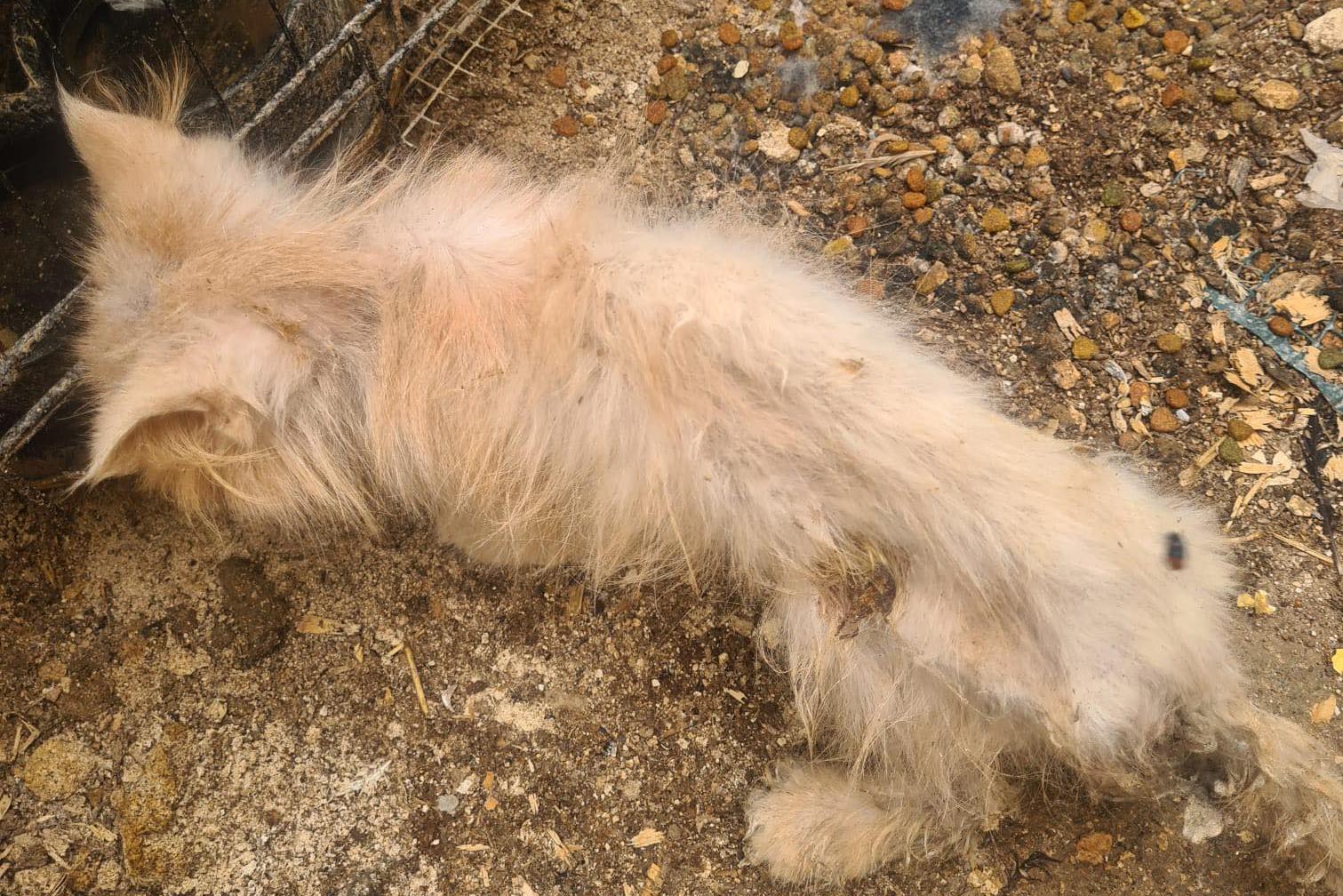 Another cat found in a poor state. Photo Facebook/Alicia Bugeja Said.