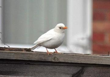 Rare 'white' blackbird spotted