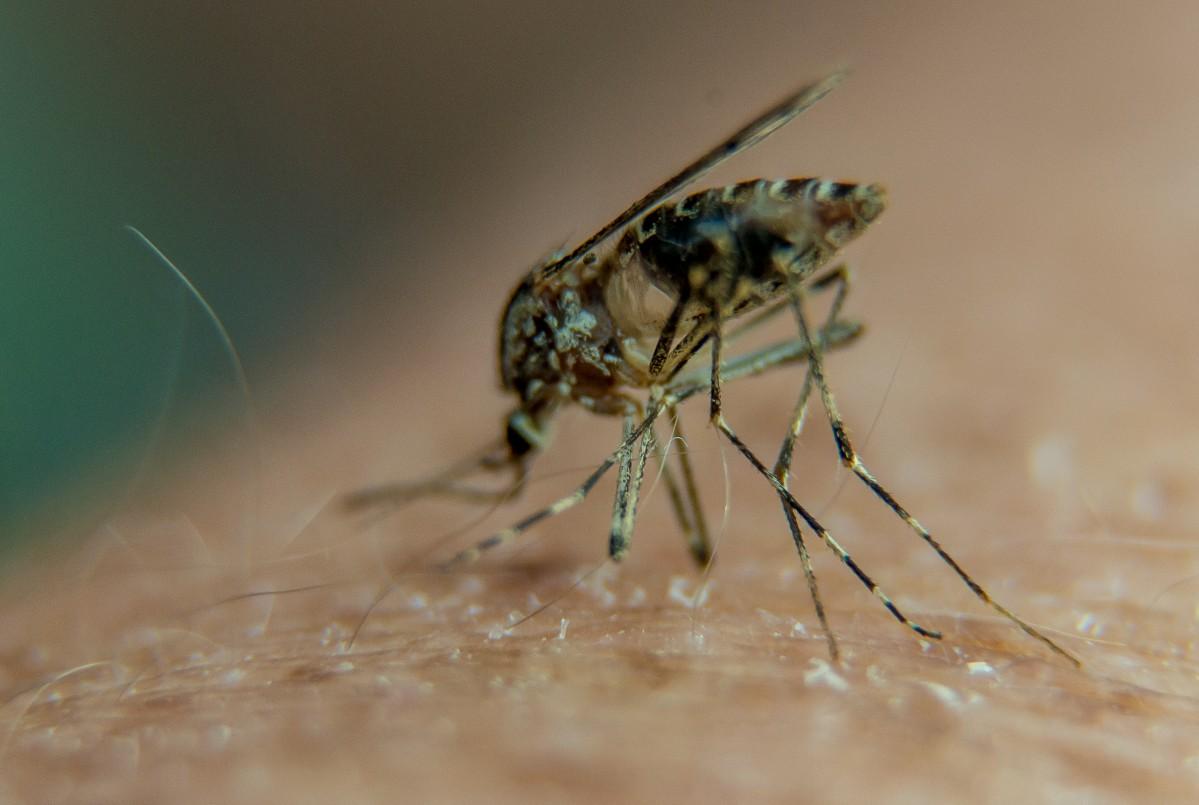 A mosquito on a person's arm.