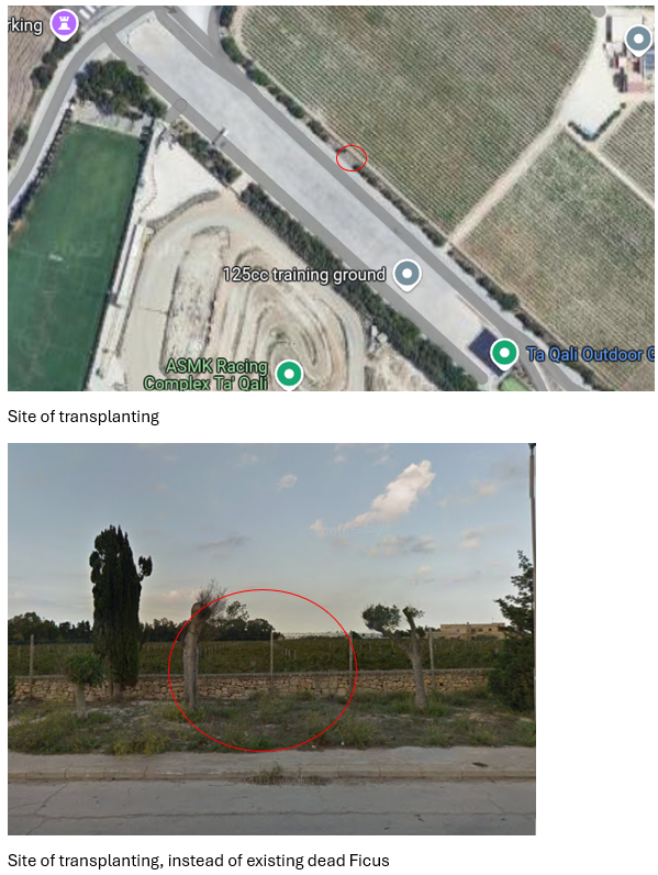 The application proposes transplanting the tree to a carpark in Ta' Qali. Photo: ERA