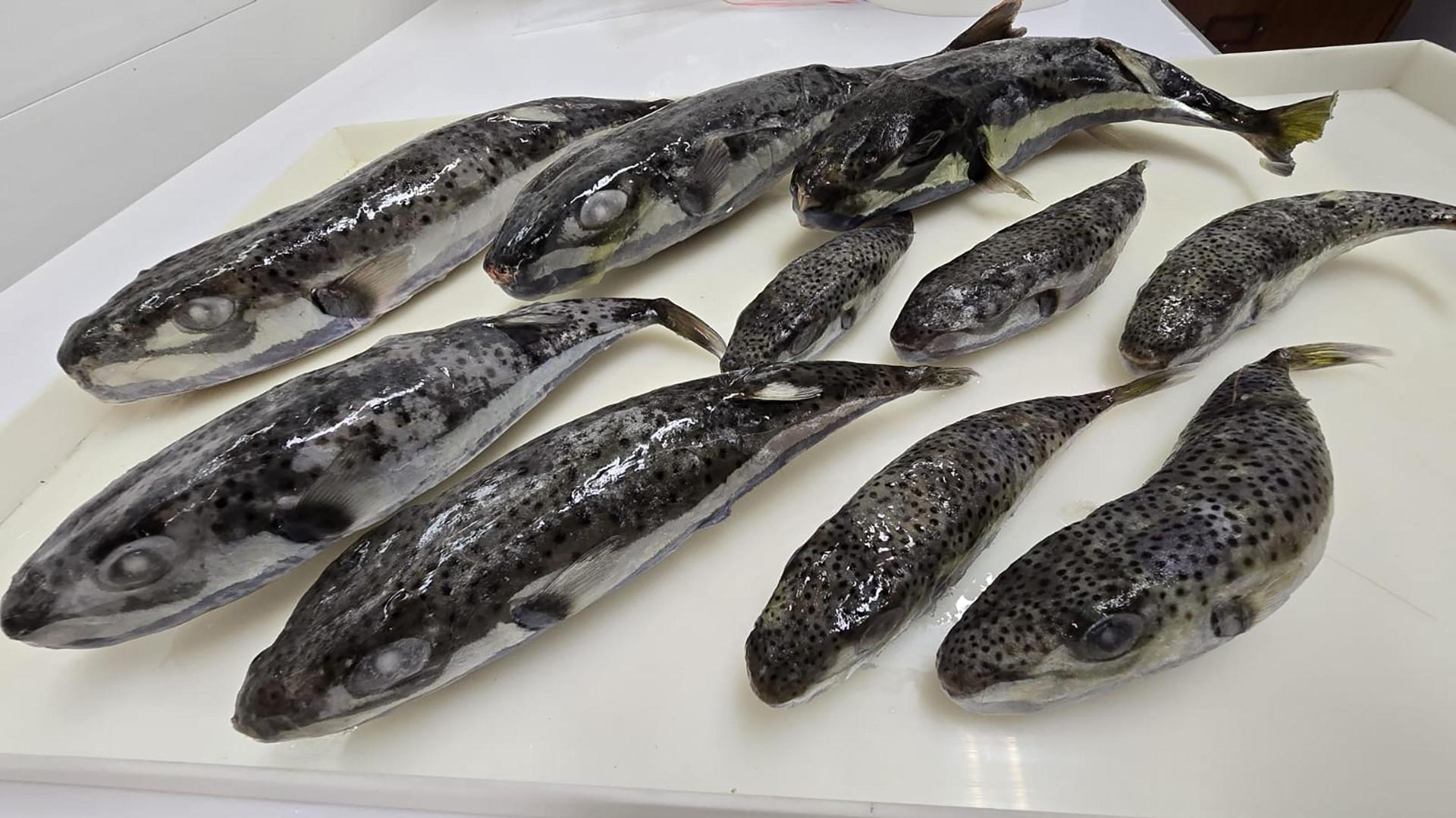 The invasive silver-cheeked toadfish was &ldquo;highly toxic&rdquo;, Deidun warned.